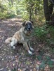 Leon ok 5 let. typie rasy Leonberger do adopcji Kaspian Satr - 2