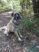 Leon ok 5 let. typie rasy Leonberger do adopcji Kaspian Satr - 3