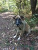 Leon ok 5 let. typie rasy Leonberger do adopcji Kaspian Satr - 5