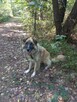 Leon ok 5 let. typie rasy Leonberger do adopcji Kaspian Satr - 1