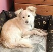 Pilne!! Sliczna ok 2 let.Zosieńka czeka na adopcję w DT - 2