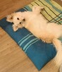Pilne!! Sliczna ok 2 let.Zosieńka czeka na adopcję w DT - 5