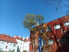 Przycinanie drzew - 2