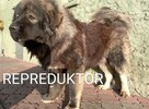 Owczarek Kaukaski Reproduktor - 3