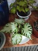 Begonia Silver Jewel-begonia zebra - 16