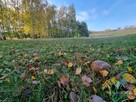 Siedlisko ze stawem, domkiem letnim i budową domu - 9