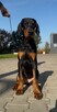 Sunia rasy doberman gotowa do odbioru - 2