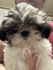 Shih Tzu śliczna suczka - 6