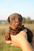Doberman szczenięta z wyjątkowego skojarzenia ZKwP/FCI - 2
