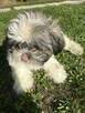 Shih Tzu śliczna suczka - 2