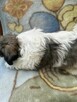 Shih Tzu śliczna suczka - 7