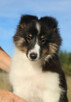 Owczarek szetlandzki suczka tri color sheltie ZKwP/FCI - 2