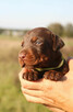 Doberman szczenięta z wyjątkowego skojarzenia ZKwP/FCI - 3