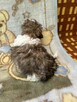 Shih Tzu śliczna suczka - 5