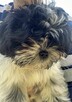 Shih Tzu śliczna suczka - 3