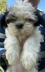 Shih Tzu śliczna suczka - 8