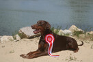Doberman szczenięta z wyjątkowego skojarzenia ZKwP/FCI - 6