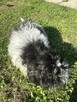 Shih Tzu śliczna suczka - 4