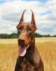 Doberman szczenięta z wyjątkowego skojarzenia ZKwP/FCI - 4