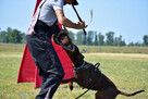 Doberman szczenięta z wyjątkowego skojarzenia ZKwP/FCI - 7