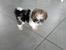 Shih tzu - 5