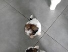 Shih tzu - 2