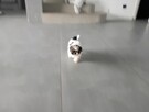 Shih tzu - 3