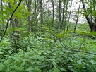Urokliwy, duży teren budowlano-rekreacyjny w Cieszynie. - 12