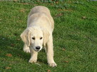 Golden retriever suczka - 1