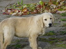 Golden retriever suczka - 3