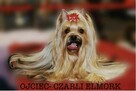 Yorkshire Terrier FCI - 4