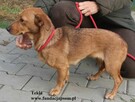 Tekla, mała sunia - 5