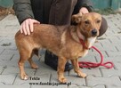 Tekla, mała sunia - 4