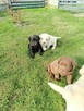 Pieski labrador - 3