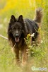 DIABLO - piękny owczarek niemiecki długowłosy do adopcji - 3