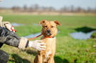 Rydzuś - niekonfliktowy, młody, łagodny psiak - 4