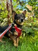 Mini sunia Karolcia szuka domu w psim towarzystwie - 5