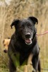 Dante do adopcji - 4