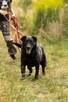 Dante do adopcji - 6