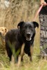 Dante do adopcji - 5