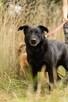 Dante do adopcji - 2