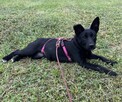 Apel szczeniaczek do pilnej adopcji Schronisko Sokołów Podl. - 4