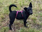 Apel szczeniaczek do pilnej adopcji Schronisko Sokołów Podl. - 3