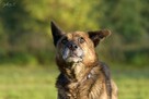 Stellar - w typie Owczarek niemiecki; porzucony senior - 3