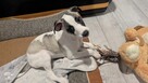 Chart whippet szczeniak pies - 2