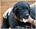 Bella – urocza psia dziewczynka do pilnej adopcji - 8