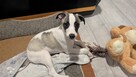 Chart whippet szczeniak pies - 3