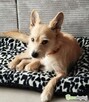 MIKI - niewielki psiaczek znowu szuka domu, ADOPTUJ! - 3