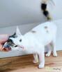 CELINKA - cudowna, miziasta koteczka do adopcji - 3