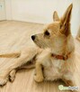 MIKI - niewielki psiaczek znowu szuka domu, ADOPTUJ! - 2